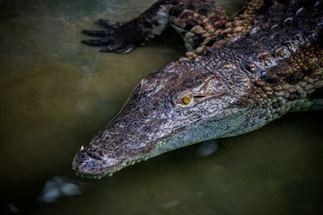 Crocodile du Nil