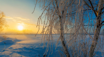 Snow covered trees on snow covered landscape
