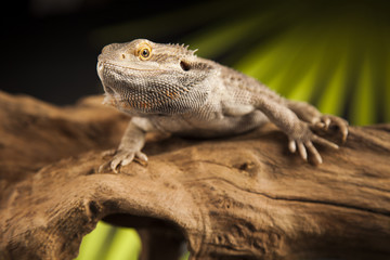 Animal Lizard, Bearded Dragon on mirror background