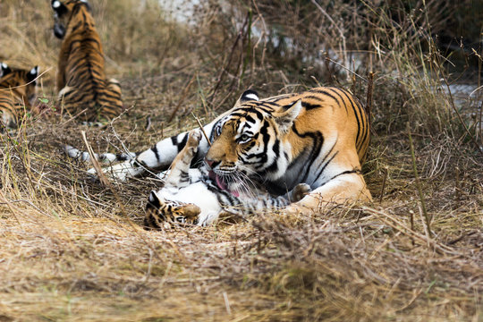 portrait of a beautiful tiger