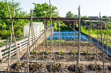 Fresh young string bean plants on a sunny vegetable garden patch with poles 