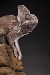 Green chameleon on the root, lizard, black background