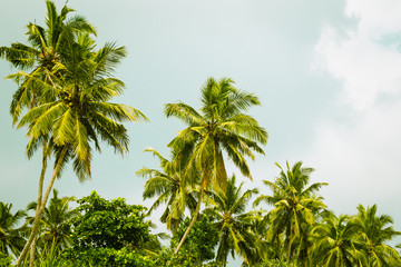 Obraz na płótnie Canvas Coconut palm trees and mangrove in tropics