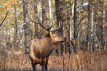 Naklejka na ściany i meble Wild Elk at Rocky Mountain National Park