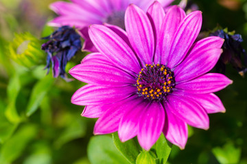 Daisy like flower purple in nature