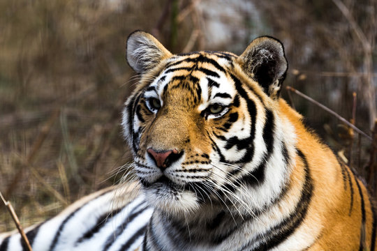 portrait of a beautiful tiger