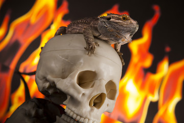 Fototapeta premium Fire lizard, agama on black mirror background