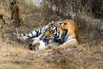 portrait of a beautiful tiger