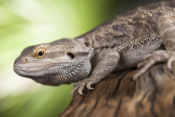 Pet, lizard Bearded Dragon on black background