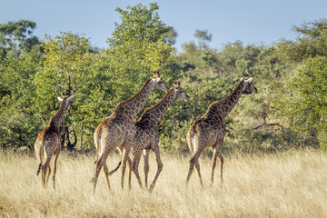 Giraffe in Kruger National park, South Africa