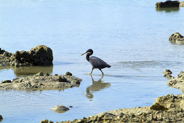 Fiji Island, Zoology