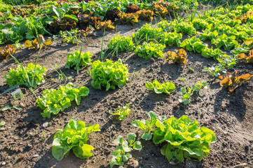 Fresh young green and red lettuce plants on a sunny vegetable garden patch