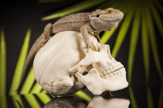 Lizard, Agama, dragon and skull