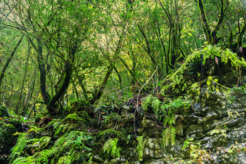 Summer morning in a green forest
