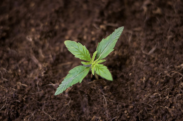 the green shoots of the cannabis