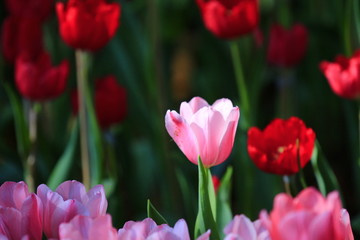 Many tulip flowers in the fields.