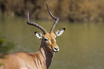 Common Impala in Kruger National park, South Africa