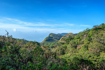 Scenic view of tropical mountain forest