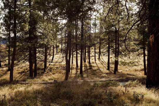 Woodland on sunny day 