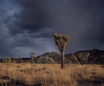 Stormy sky, Joshua Tree, National Park, California, United States of America 