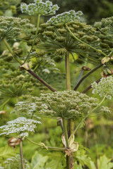 Heracleum Sosnowskyi or Sosnowsky's Hogweed, is a flowering plant. All parts of plant contain the intense toxic allergen furanocoumarin