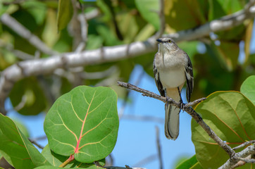 Northern mockingbird or mimus polyglottos