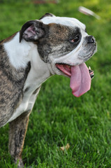 Profile of bulldog with his tongue out