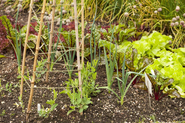 Organic vegetable garden
