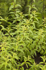 Aloysia citrodora. Common names include lemon verbena and lemon beebrush.
