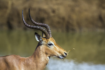 Common Impala in Kruger National park, South Africa
