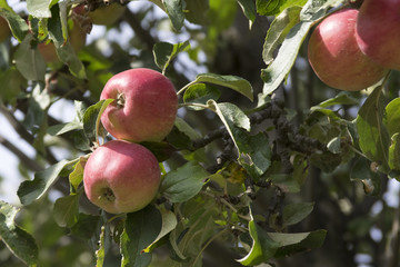 Fresh apples on the tree, good harvest, branches full of ripening frutis and leaves in sunlight