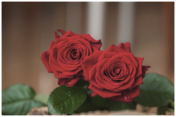 Beautiful red roses. Retro style. With place for your text, background use, all occasions
