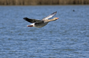 Wild goose flying ,Anser anser
