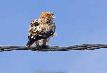  Booted eagle.Aquila pennata