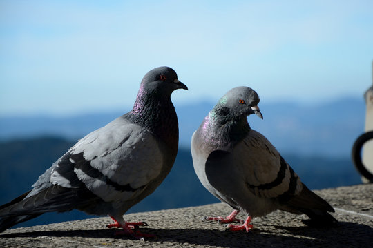 Pigeons sitting on concrete parapet