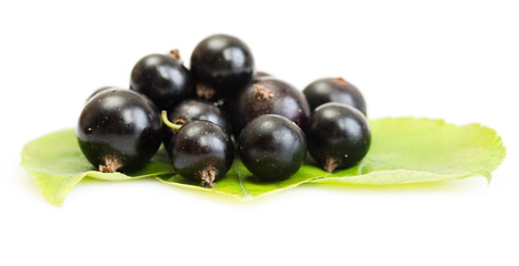 black currant on green leaves on a white background.