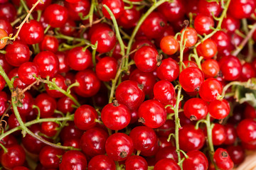 Red currant berry close up colorful fruit background