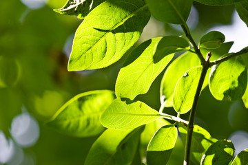 green leaves, shallow focus.