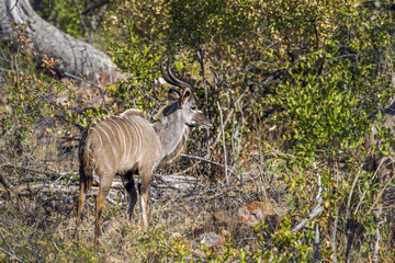 Nyala in Kruger National park, South Africa
