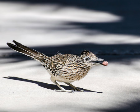 Greater Roadrunner (Geococcyx Californianus), Desert Hot Springs, CA, USA.