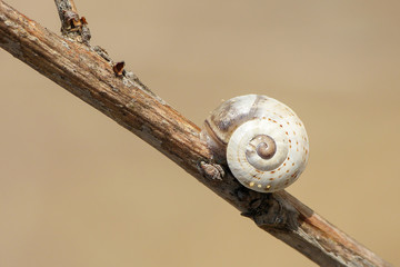 Macro of a snail on a branch