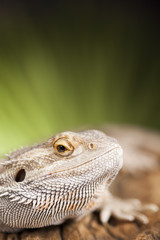 Dragon, Agama Lizard on black mirror background