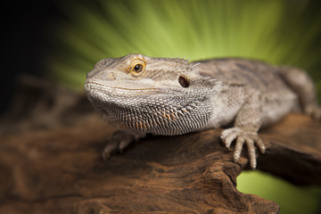 Agama bearded, pet on black background, reptile