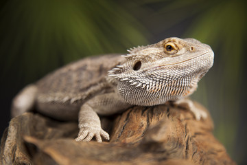 Obraz premium Animal Lizard, Bearded Dragon on mirror background