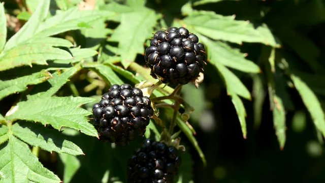 Healthy blackberries moved by wind on bush
