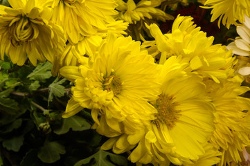 bouquet of colorful autumn flowers