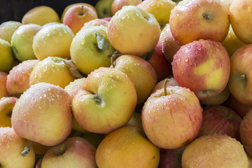 Macro view of organic apples in local market of Ezine town in Ca