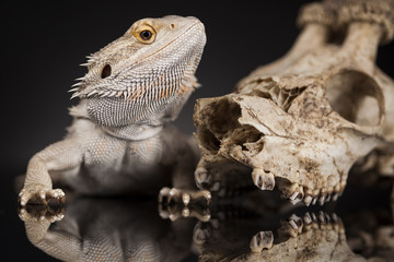 Animal Skull, Antlers, lizard  on black mirror background