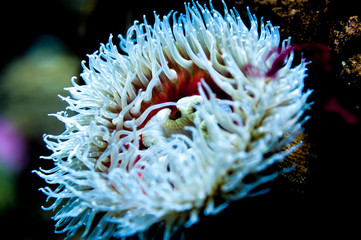 A beautiful white sea anemone