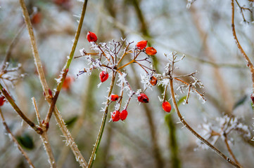 frozen berries